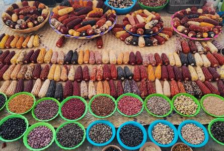 A diverse array of maize seeds on display in Oaxaca, Mexico. Photo by Michael Farrelly.