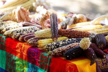 Maize in Mexico