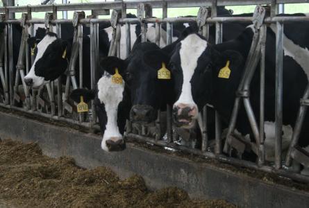 Cows at a dairy