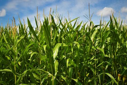 Corn field 