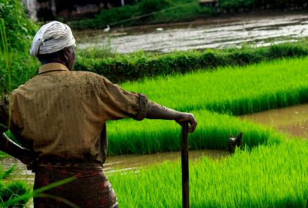 Farmer in field in India