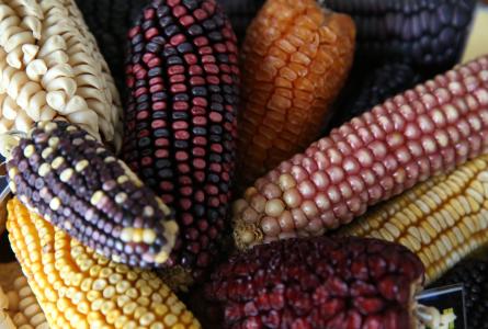 Wheat and maize improvement center in Mexico