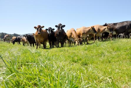 cows and nutrient management 