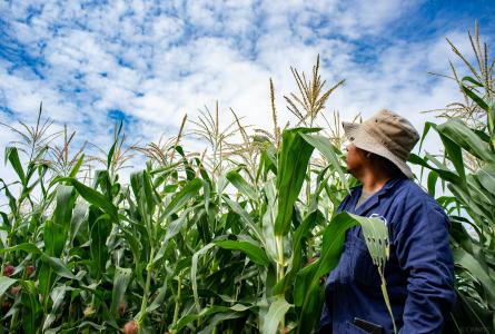 Characterized maize lines in Agua Fria by Global Maize Program