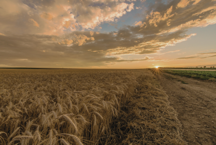 wheat field and sky