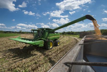corn harvest