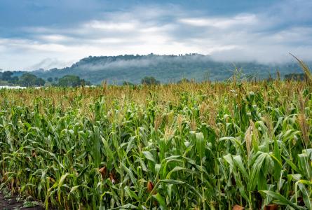Field workers weeding maize plots at Agua Fria Station