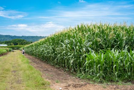 Maize lines