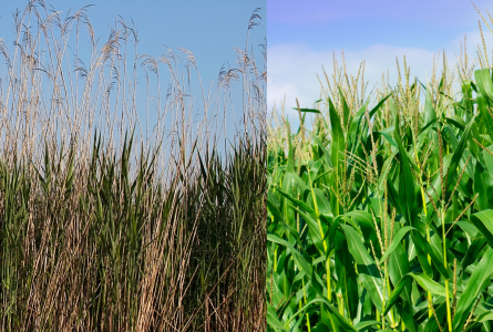Manoomin and maize