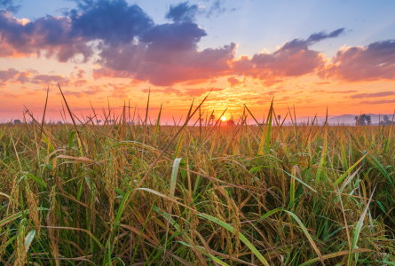 sunrise over wheat field