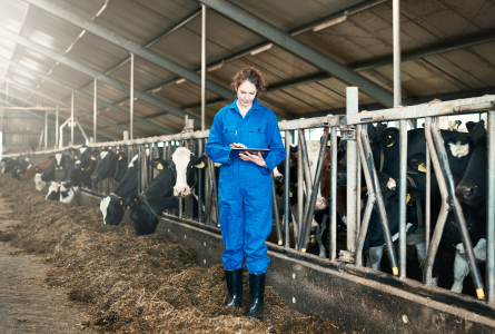 Farmworker monitoring cows in barn