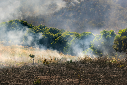 Brazil forest fire