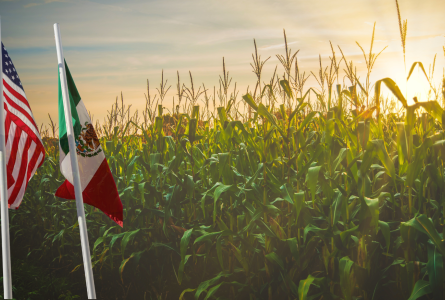 Canada, Mexico, U.S. flags in front of corn field