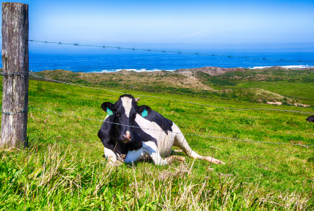 Cows on green grass near blue ocean