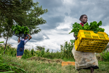 Two women harvesting greens