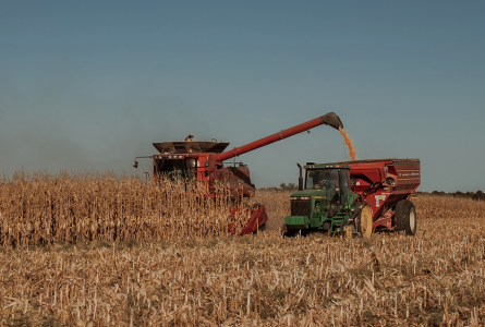 corn harvest