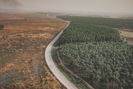 Image of deforestation
