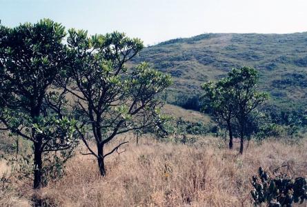 grassland and forest