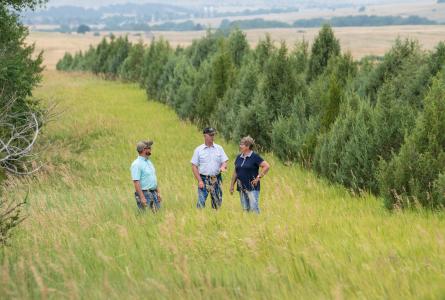 Windbreak on a farm