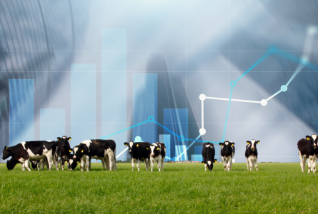 Cows in front of an abstract graph