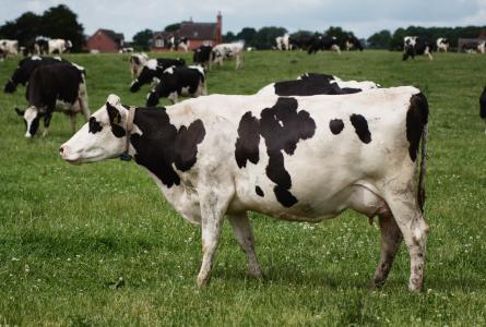 Cow