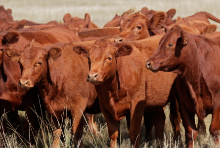 Image of cattle herd