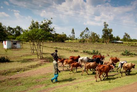 Image of cattle herd in Kenya.
