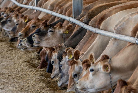 cows in a row