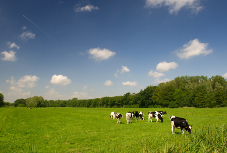 Cows grazing in a field