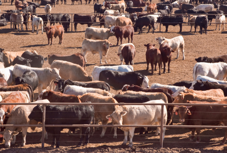 Cattle in stockyard