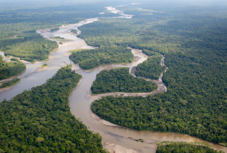Amazon rainforest
