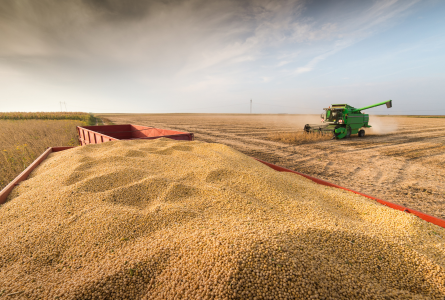Soy harvest