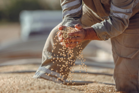 Soybeans falling through a man's fingers