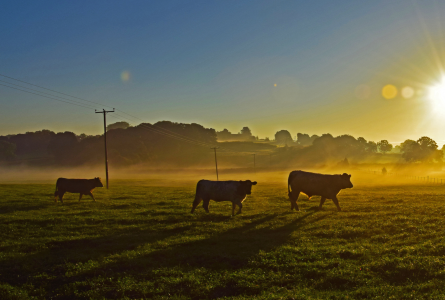 Three cows in front of setting or rising sun