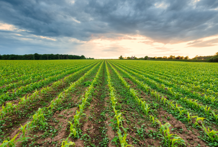 cover crop in corn field