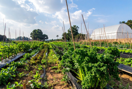 Kale and other vegetables on diverse healthy farm