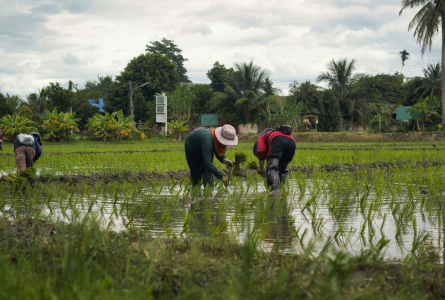 Workers in rice field