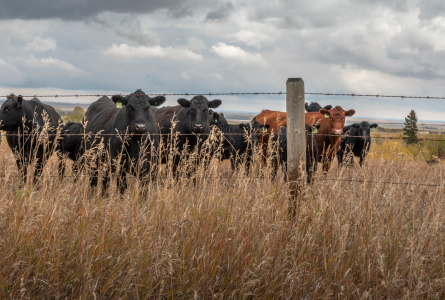 Alberta cattle