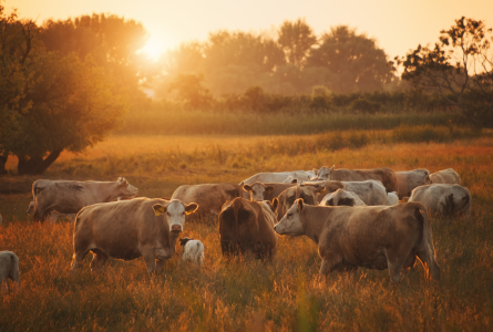 Cattle at sunset