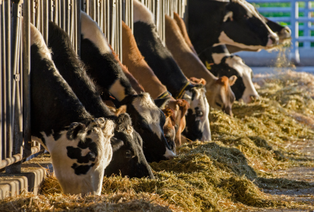 Dairy cows feeding