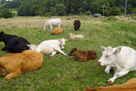 Irish cows
