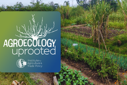 Agroecology Uprooted logo over crop beds at GBiACK
