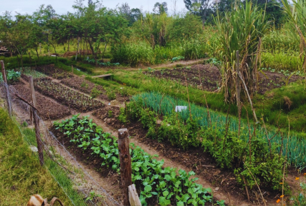 Crop beds at Grow Biointensive Agriculture Center of Kenya