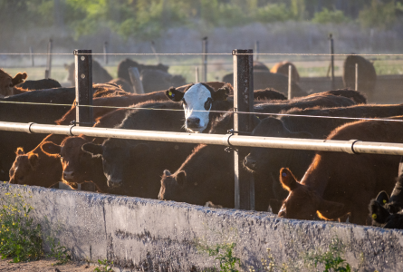 Argentina cattle feedlot