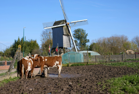Europe farm