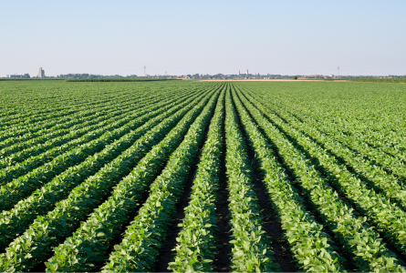 soy field