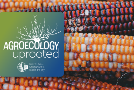 Agroecology Uprooted logo over red and yellow maize