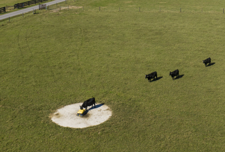 Cows waiting their turn for a drink