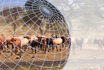 Cattle herd in African landscape overlaid with globe grid