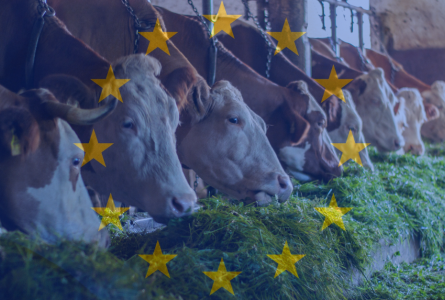 cows overlaid with EU flag